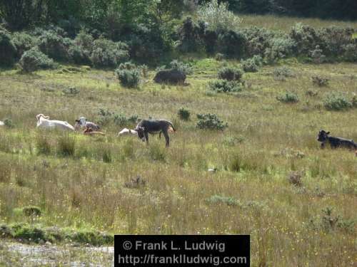 Around Lough Nasool